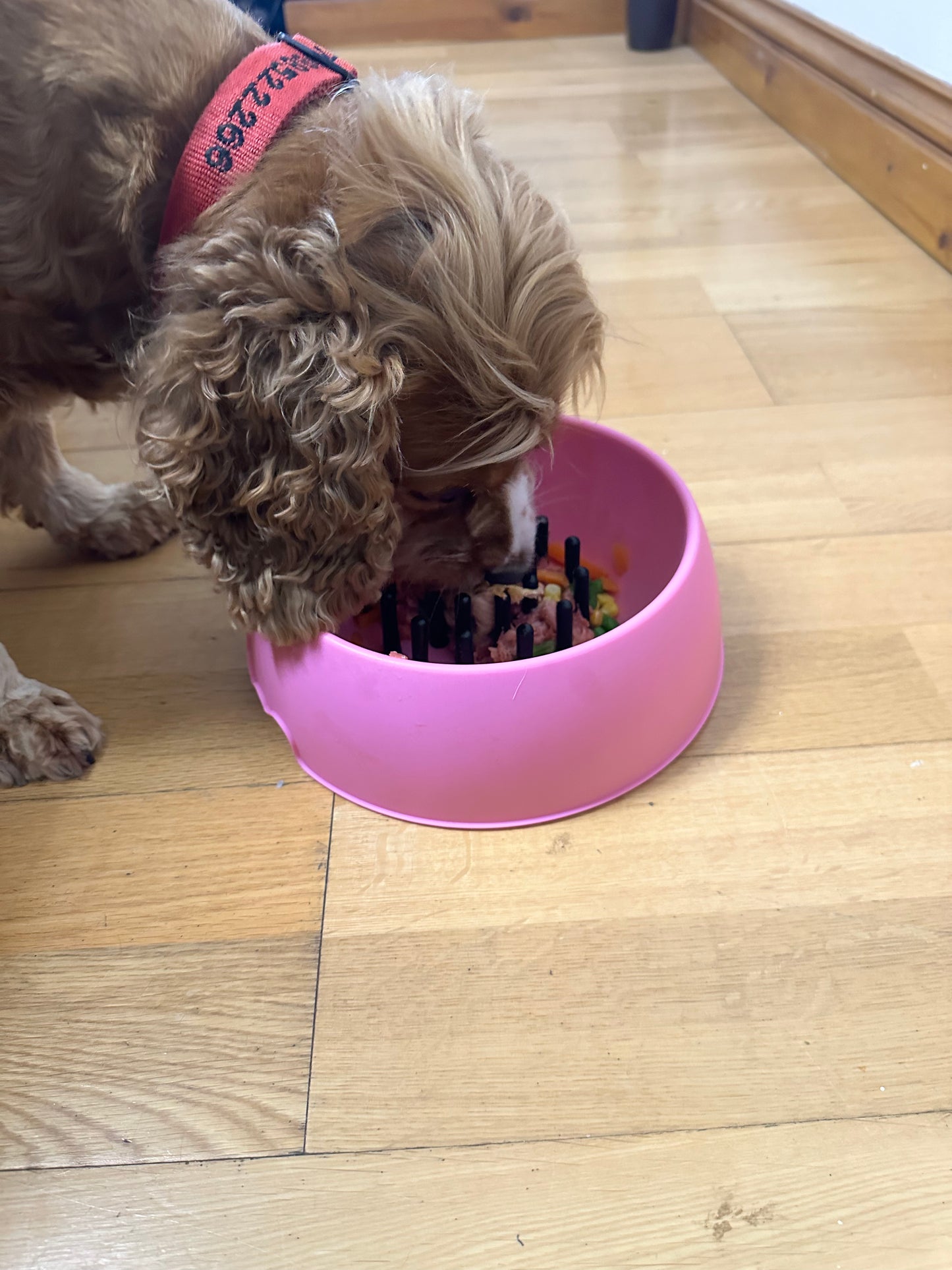 Slow Muncher Dog Bowl - Pink