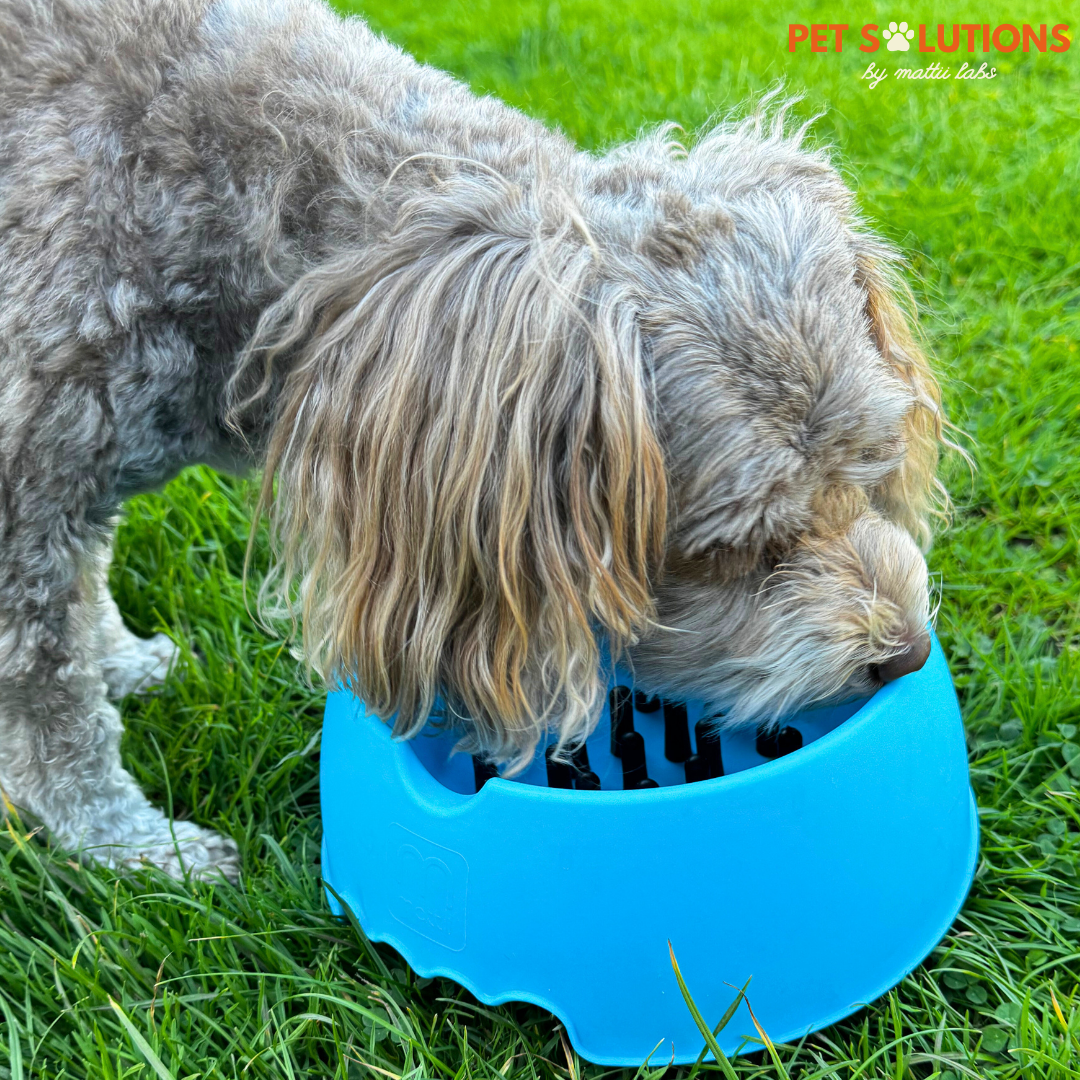 Slow Muncher Dog Bowl - Aqua Blue