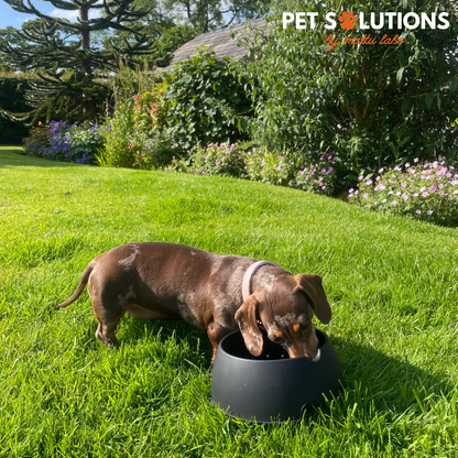 Slow Muncher Dog Bowl - Black